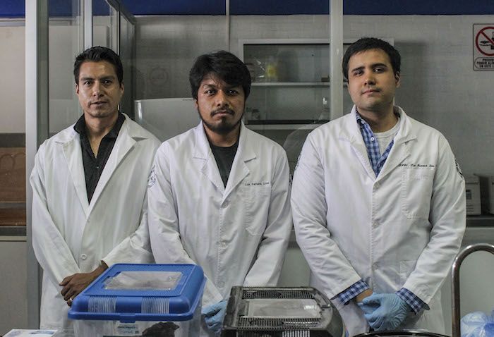 Veneno de tarántula podría ayudar a combatir enfermedades: Investigadores UAQ 1 Veneno de tarántula podría ayudar a combatir enfermedades: Investigadores UAQ 1