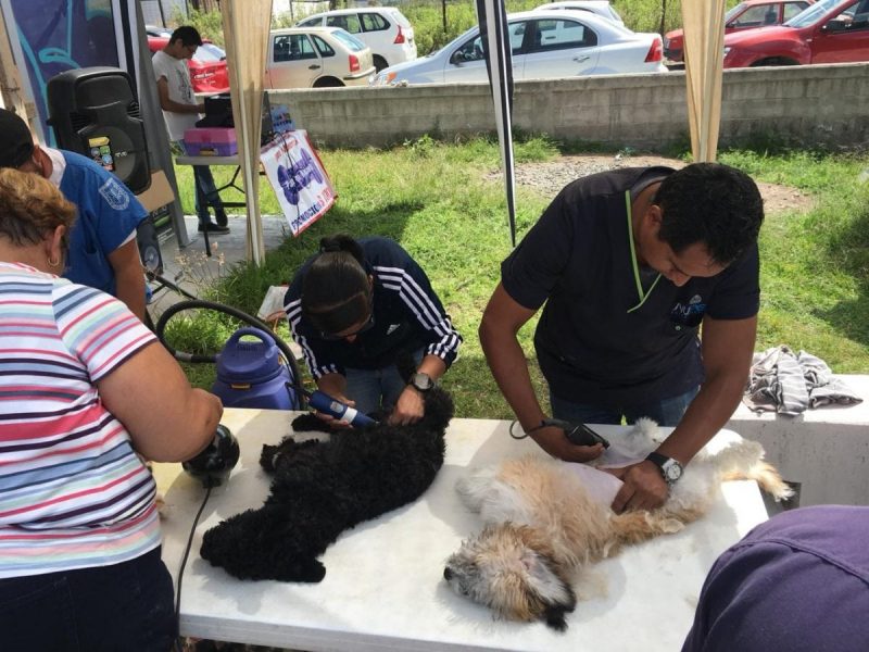 1ª Campaña Masiva de Esterilización de Perros y Gatos en SJR 1 1ª Campaña Masiva de Esterilización de Perros y Gatos en SJR 1