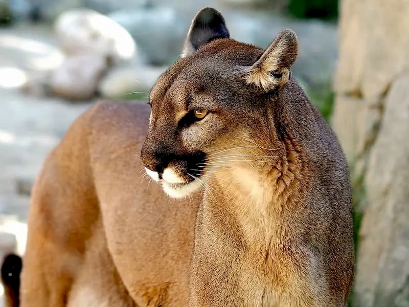 Puma ataca ganado en Paso de Mata San Juan del Río 1
