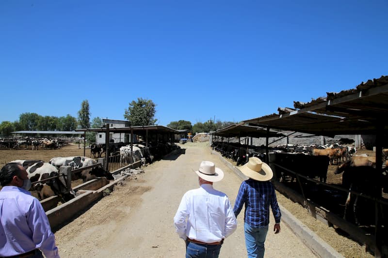 SEDEA impulsa estrategias para productores de leche 1 SEDEA impulsa estrategias para productores de leche
