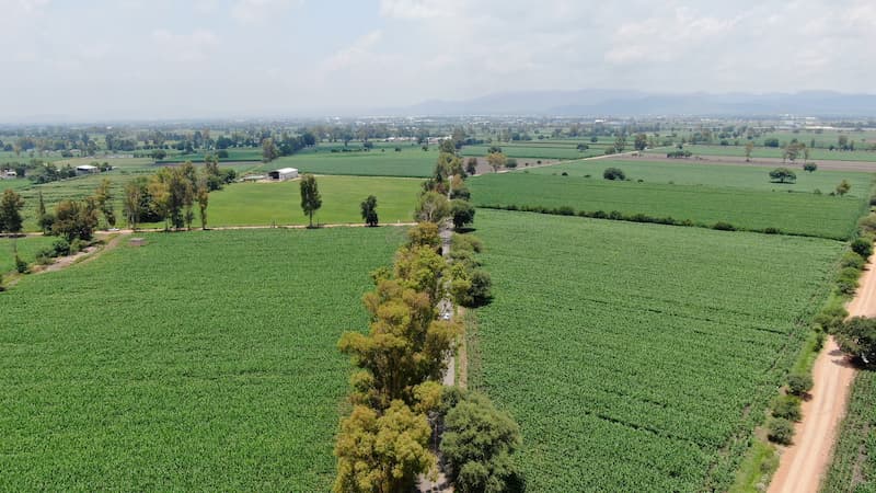 Alto rendimiento en maíz: una alternativa para Querétaro 1 Alto rendimiento en maíz: una alternativa para Querétaro