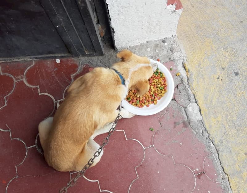 Protección Civil de Pedro Escobedo atiende reporte de abandono de 2 mascotas 1 Protección Civil de Pedro Escobedo atiende reporte de abandono de 2 mascotas