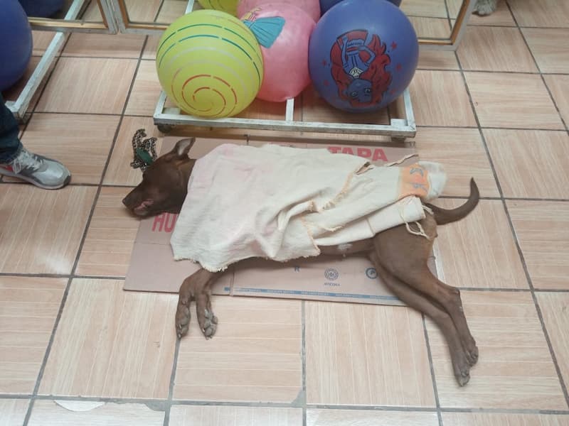 Realiza PVEM campaña de Bienestar y Salud Animal en San Juan del Río 1 Realiza PVEM campaña de Bienestar y Salud Animal en San Juan del Río