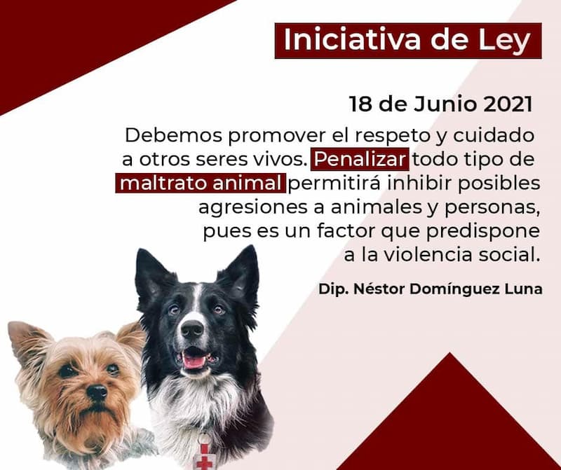 Evitar la impunidad en el maltrato a animales Néstor Domínguez
