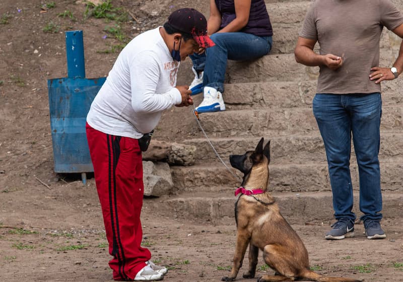 Inician taller Perros en Equilibrio en San Juan del Río