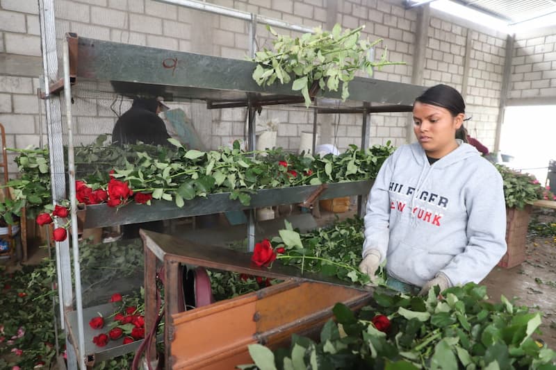 SEDEA impulsa desarrollo de la cadena de flor de corte en El Organal, San Juan del Río