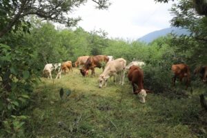 Realizan demostración del programa Ganadería Sustentable en Arroyo Seco