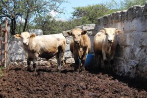 Ganadería Sustentable, proyecto estratégico para mejorar condiciones del campo queretano