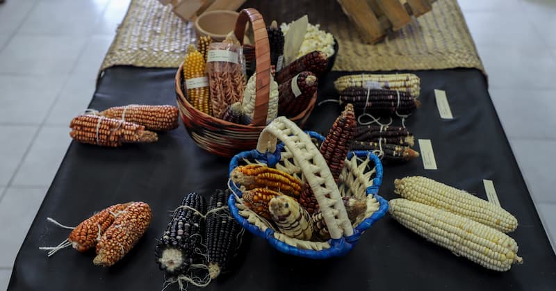 UAQ inaugura exposición “Razas Nativas de Maíz de Querétaro y sus alrededores”
