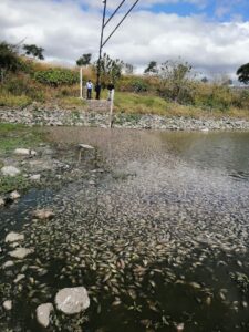 Necesario estudio técnico sobre causa de muerte de peces en bordo de Centro Sur; Ricardo Astudillo