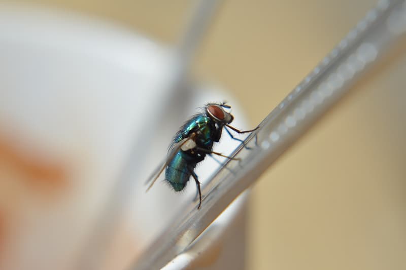 Persiste plaga de moscas en El Organal, SJR