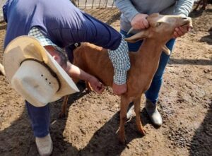 Realizan 2da Jornada de Servicios de Atención Pecuaria en Santa Rosa Jáuregui, Querétaro