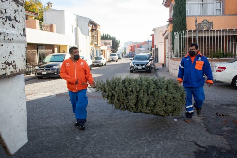 Da inicio recolección de árboles de navidad naturales en mpio de Querétaro
