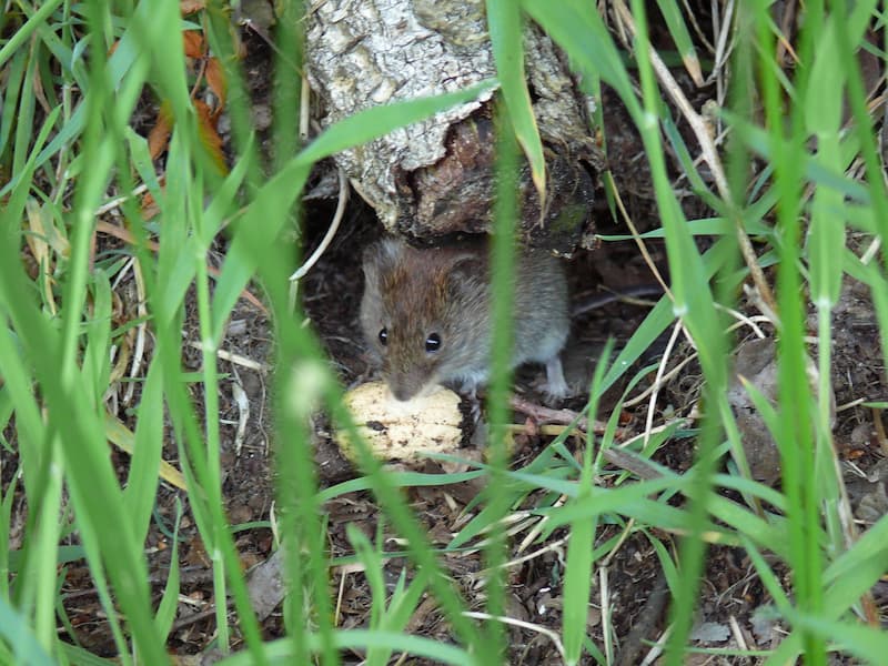 Detectan plaga de ratas de campo en zonas agrícolas de Querétaro