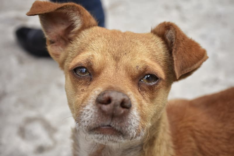 Piden a habitantes de Corregidora no regalar mascotas