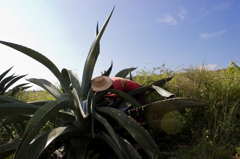 Reactivan sembradío de maguey en Querétaro