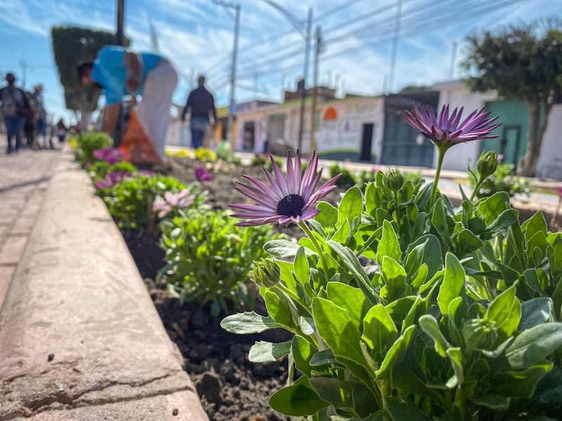 Realizan trabajos de reforestación en Av. Panamericana, Pedro Escobedo