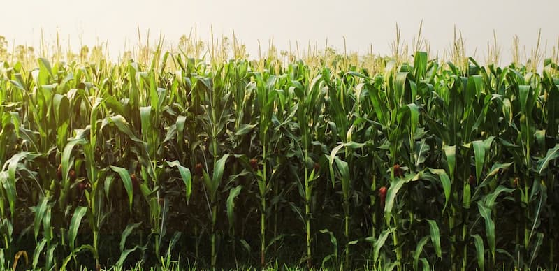 80 por ciento de los campesinos de Arcila siembran maíz