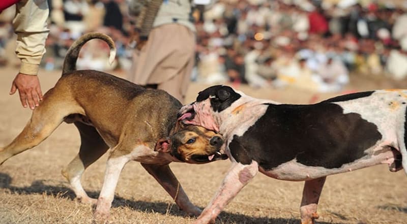 Detectan peleas de perros clandestinas en San Juan del Río
