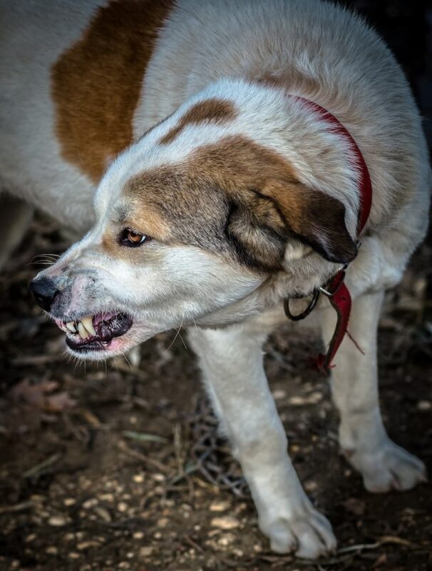 Registran ataques de perros en Palma de Romero, San Juan del Río