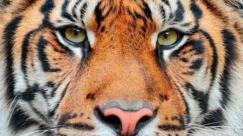 Atrapan al enorme Tigre extraviado en El Bajío; lo neutralizan en Huimilpan, Querétaro 1