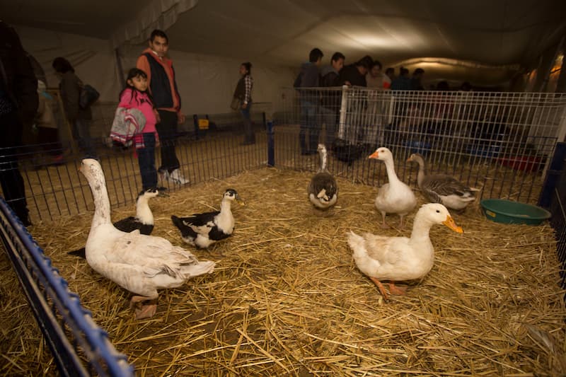 Habrá área didáctica con animales en Feria San Juan del Río 2022