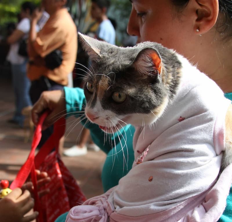 Realizarán Feria de Adopción Canina y Felina en Tequisquiapan