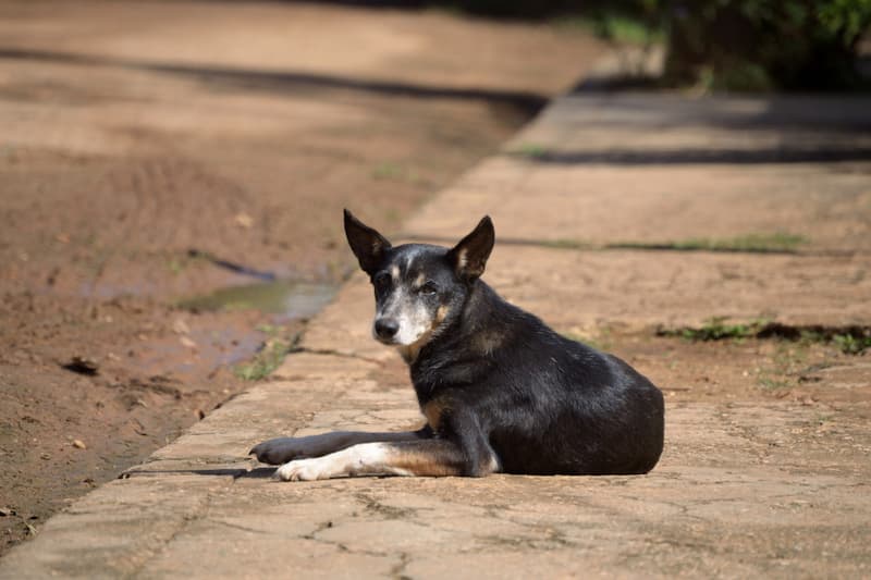 Levantan 300 kilos de heces de perros por jornada de limpieza en Cazadero, San Juan del Río