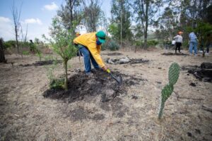 Inicia Temporada de Reforestación 2022 en estado de Querétaro