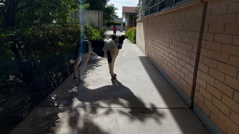 Perros callejeros, problemática en Nuevo San Isidro, San Juan del Río