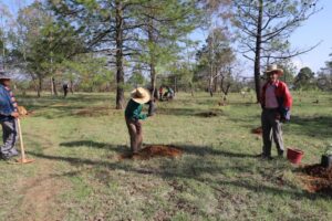 SEDEA entregó árboles para Jornada de Reforestación en Amealco