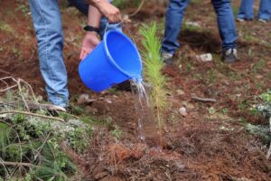 SEDEA inicia trabajos de reforestación en municipios serranos de Querétaro