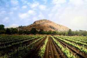 Gobierno municipal y del estado trabajan para impulsar al campo sanjuanense 1 Gobierno municipal y del estado trabajan para impulsar al campo sanjuanense