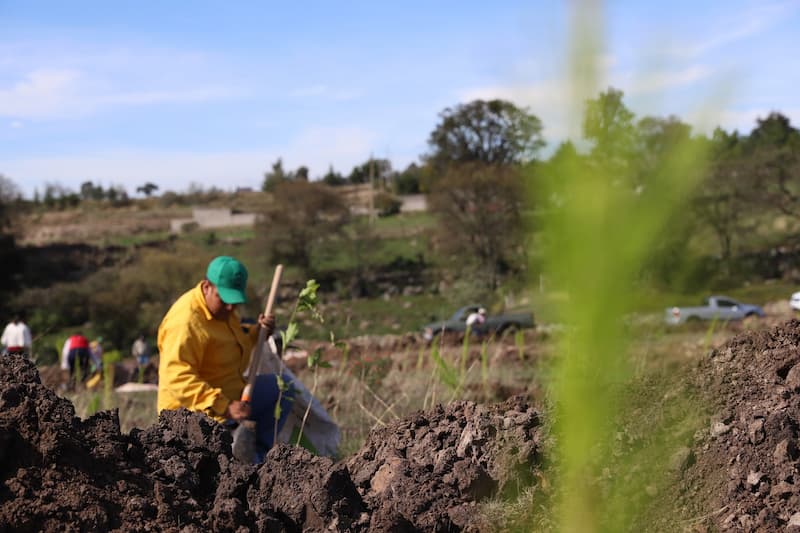 Inicia Jornada de Reforestación en Amealco