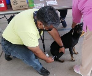 SESEQ prepara Jornada Nacional de Vacunación Antirrábica Canina y Felina 2022 en el estado de Querétaro