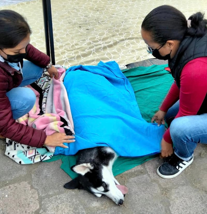 Mascota después del proceso de esterilización