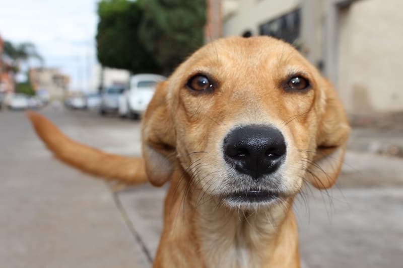 Problemática de perros callejeros persiste en comunidades de San Juan del Río