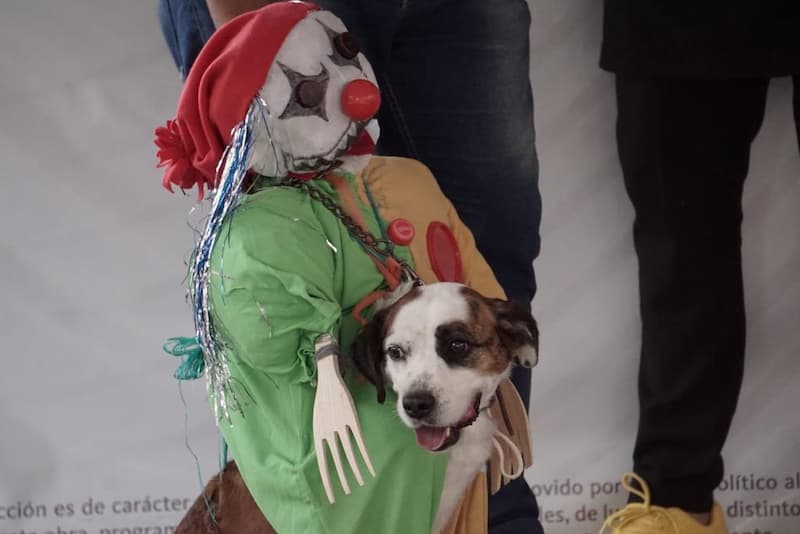 Realizaron con éxito concurso de disfraces para mascotas en Tequisquiapan