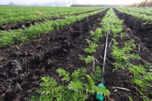 SEDEA entregó certificados por tecnificación de riego y línea de conducción en Pedro Escobedo