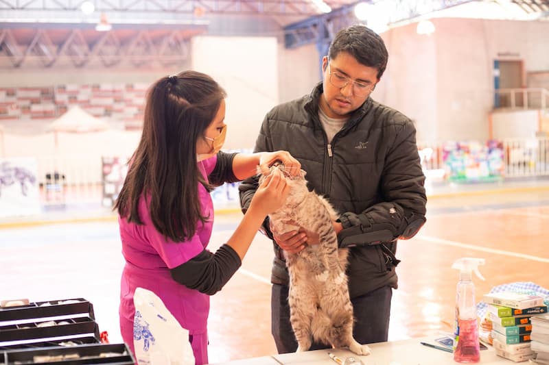 Esterilizan gratuitamente a 160 mascotas en jornada masiva en San Juan del Río