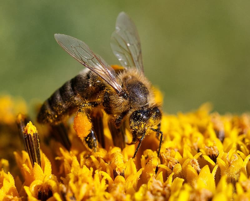 La miel de abeja pura es un alimento natural y versátil que ofrece una gran cantidad de beneficios para la salud