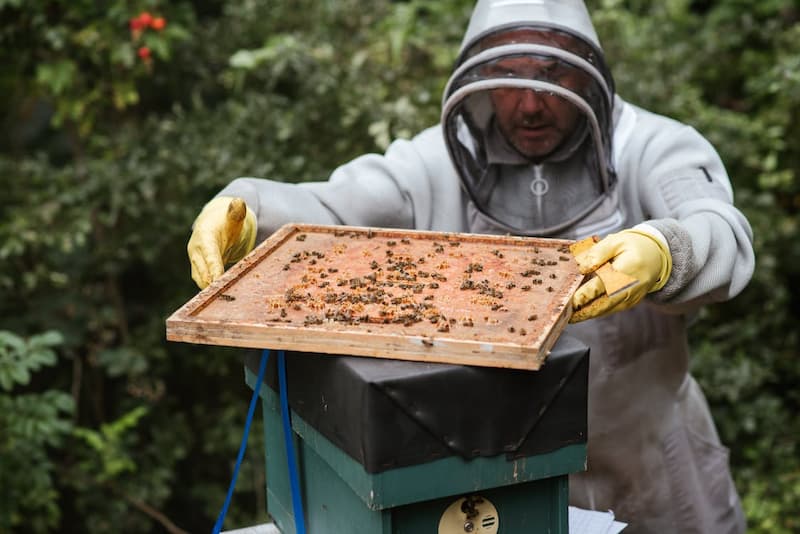La miel de abeja pura es un alimento natural y versátil que ofrece una gran cantidad de beneficios para la salud
