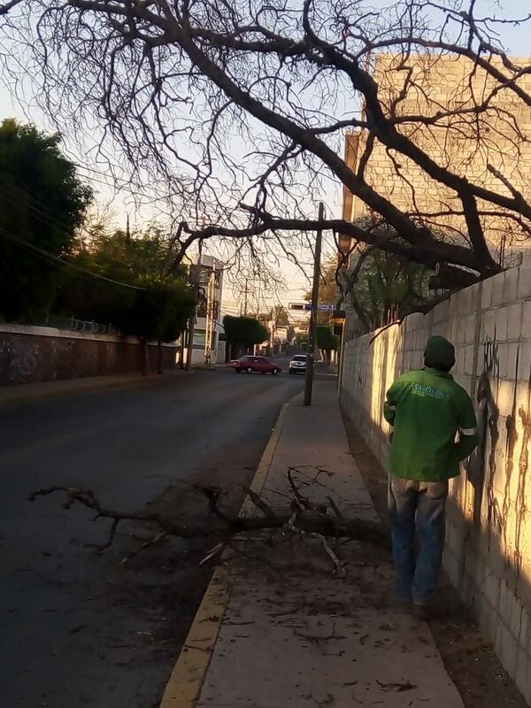 Ambientalistas identifican 15 árboles con riesgo de caer en San Juan del Río