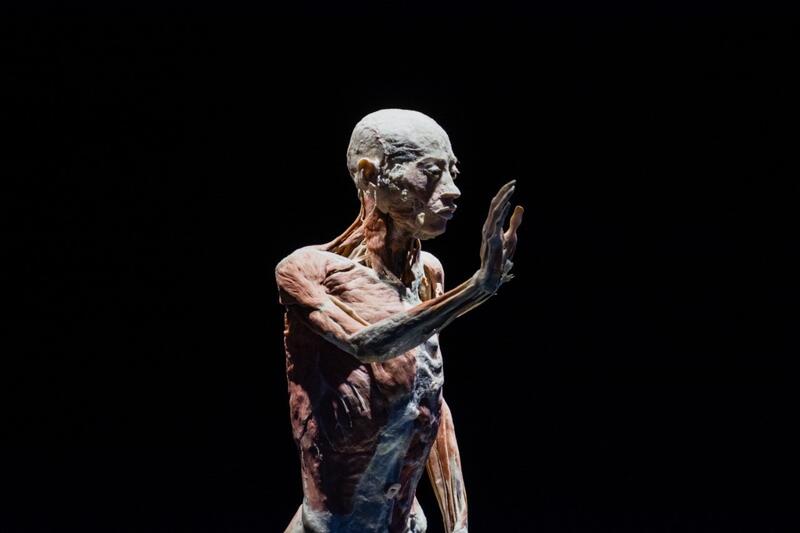 Inauguración de la exposición "Bodies, cuerpos humanos reales" en Querétaro