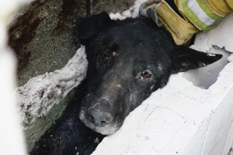Bomberos de San Juan del Río rescatan con éxito a perrito atrapado entre muros