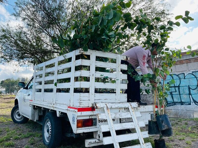 Marcia Solórzano Gallego lidera exitosa jornada de reforestación en San Juan del Río