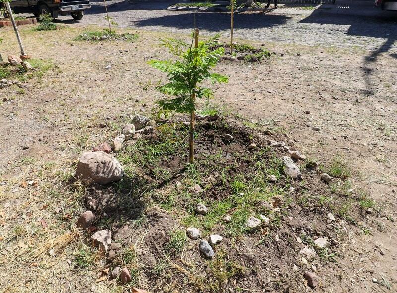 Rehabilitación integral de camellón en Avenida Lomas del Pedregoso: Una Iniciativa Sustentable