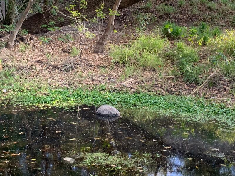 Serán 2.9 mdp para limpieza del río San Juan y arroyo de Xoshdá