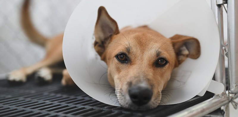 Felifer Macías propone 30 mil esterilizaciones gratuitas al año para abatir la sobrepoblación de mascotas en Querétaro