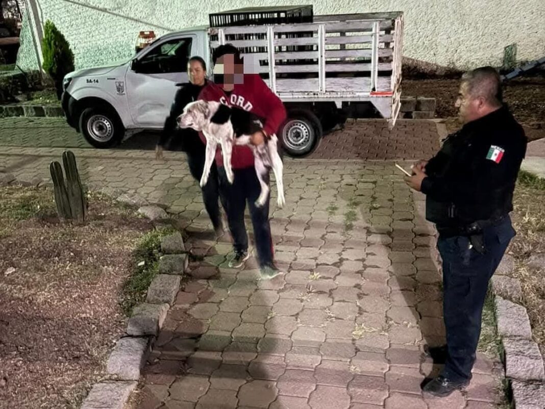 Atacó a un lomito con cuchillo y fue detenido por la policía de San Juan del Río